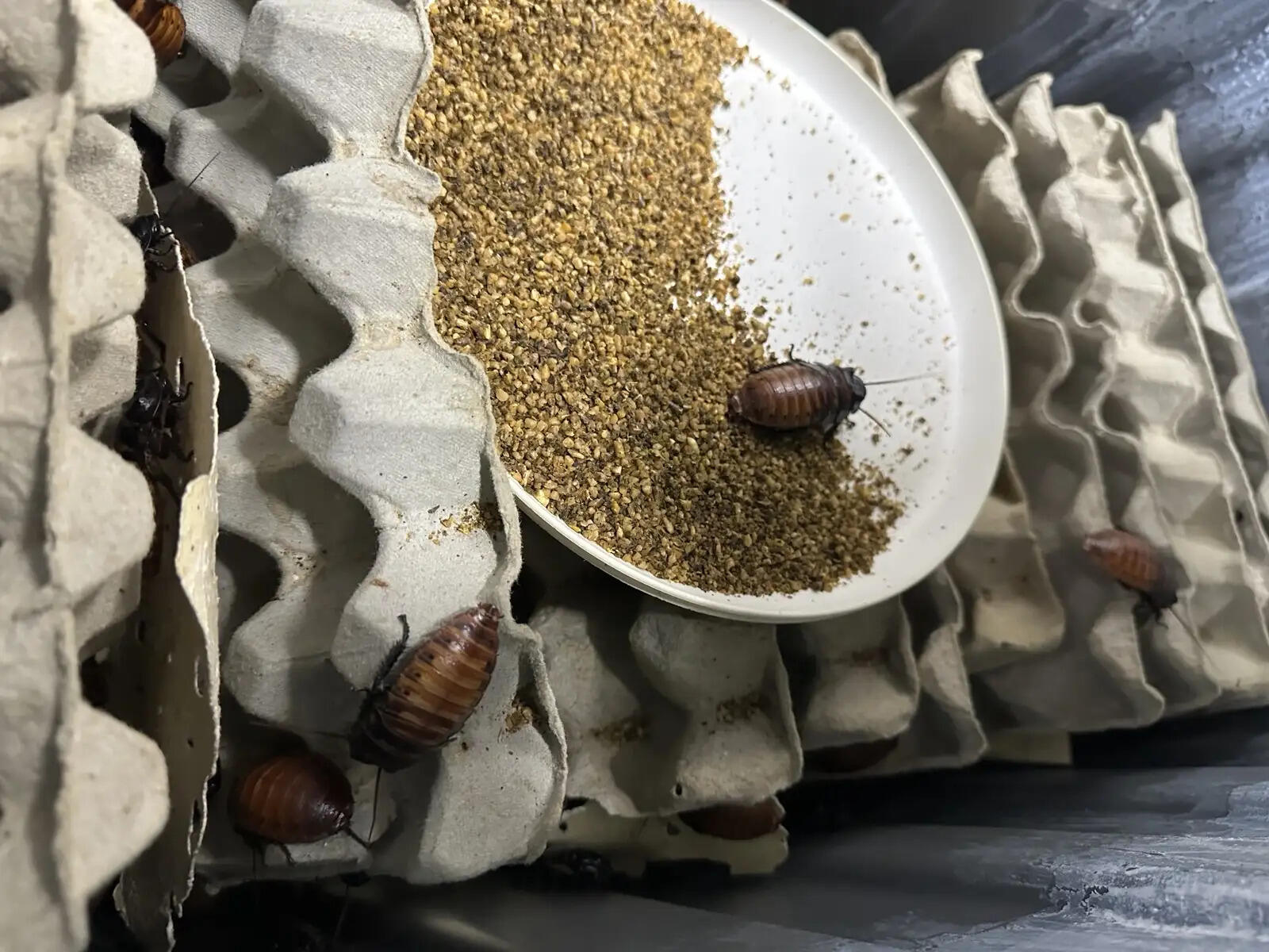 Cockroach
