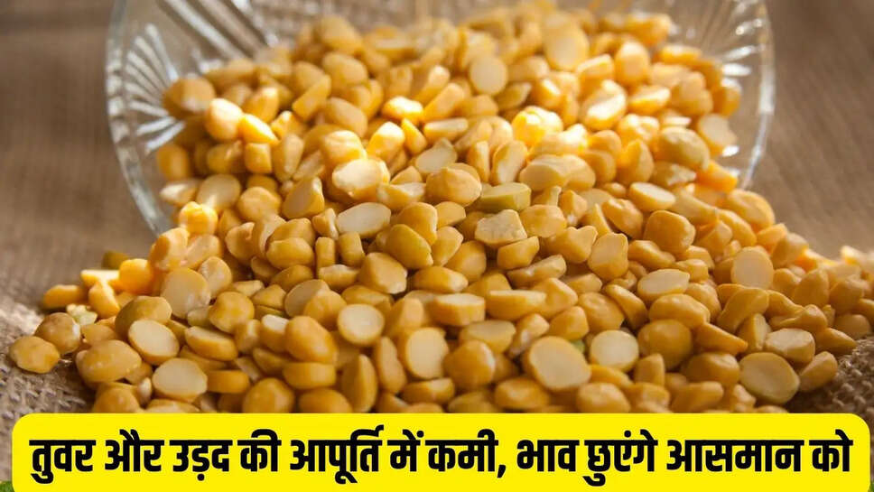 Pulse Price  तुवर और उड़द की आपूर्ति में कमी, भाव छुएंगे आसमान को&nbsp;