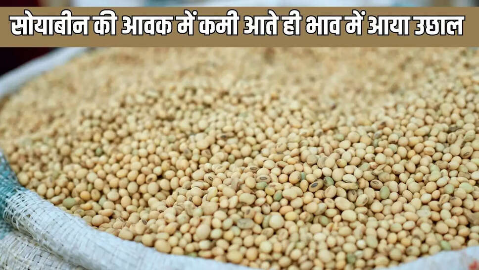 Soybean  सोयाबीन की आवक में कमी आते ही भाव में आया उछाल&nbsp;