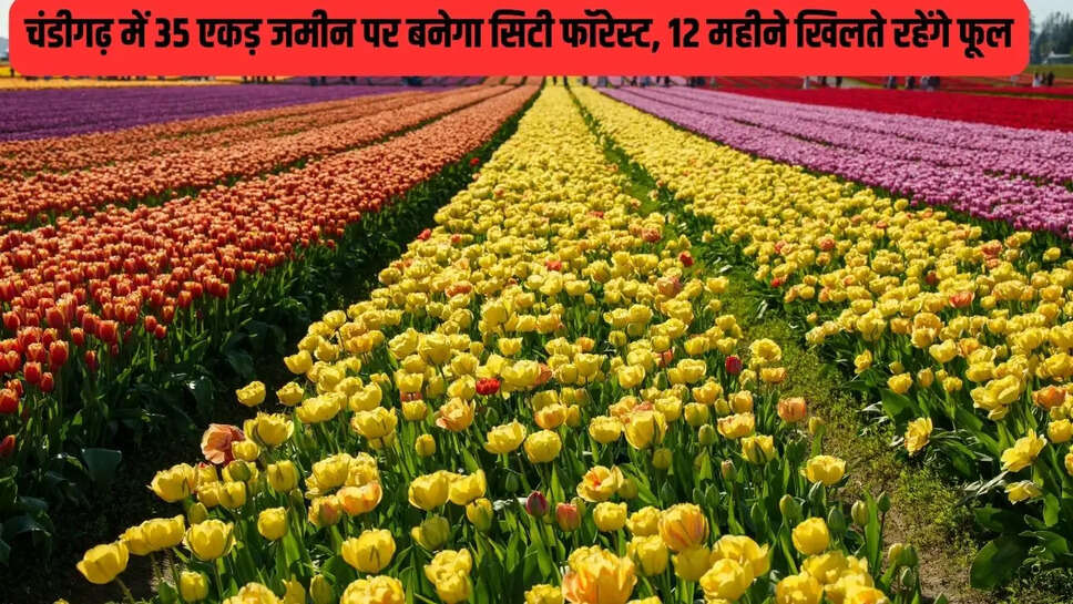 City Forest  चंडीगढ़ में 35 एकड़ जमीन पर बनेगा सिटी फॉरेस्ट, 12 महीने खिलते रहेंगे फूल