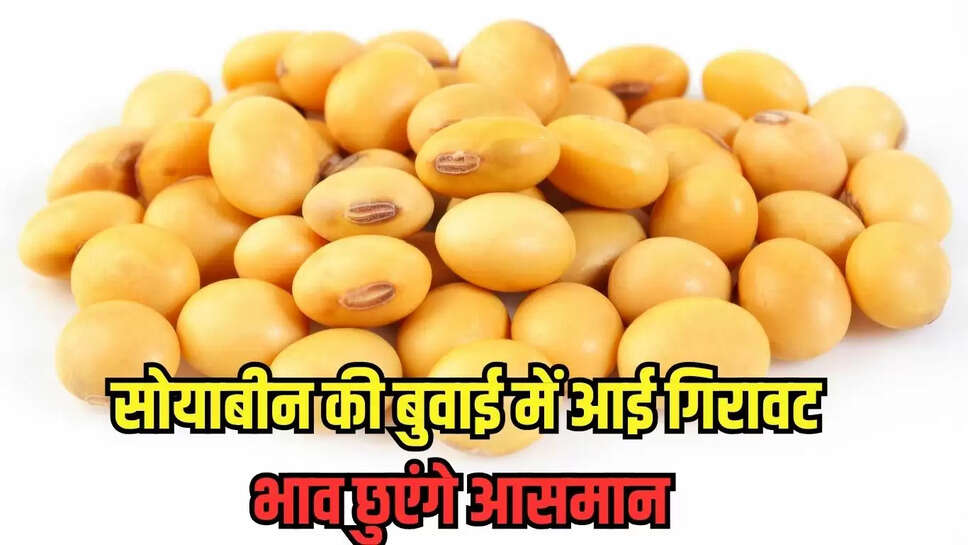 सोयाबीन की बुवाई में आई गिरावट, भाव छुएंगे आसमान 