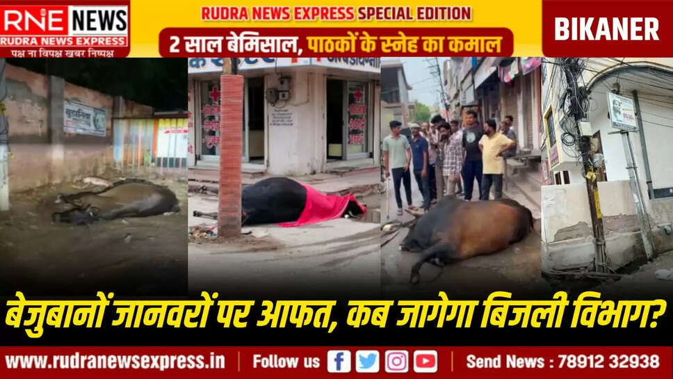 जानवरों 