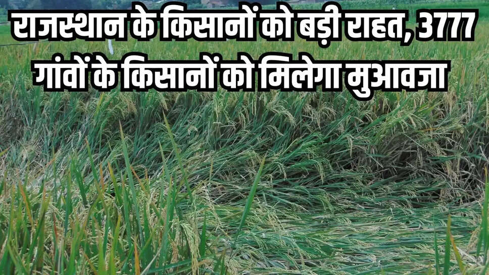 Farmer Compensation  राजस्थान के किसानों को बड़ी राहत, 3777 गांवों के किसानों को मिलेगा मुआवजा&nbsp;
