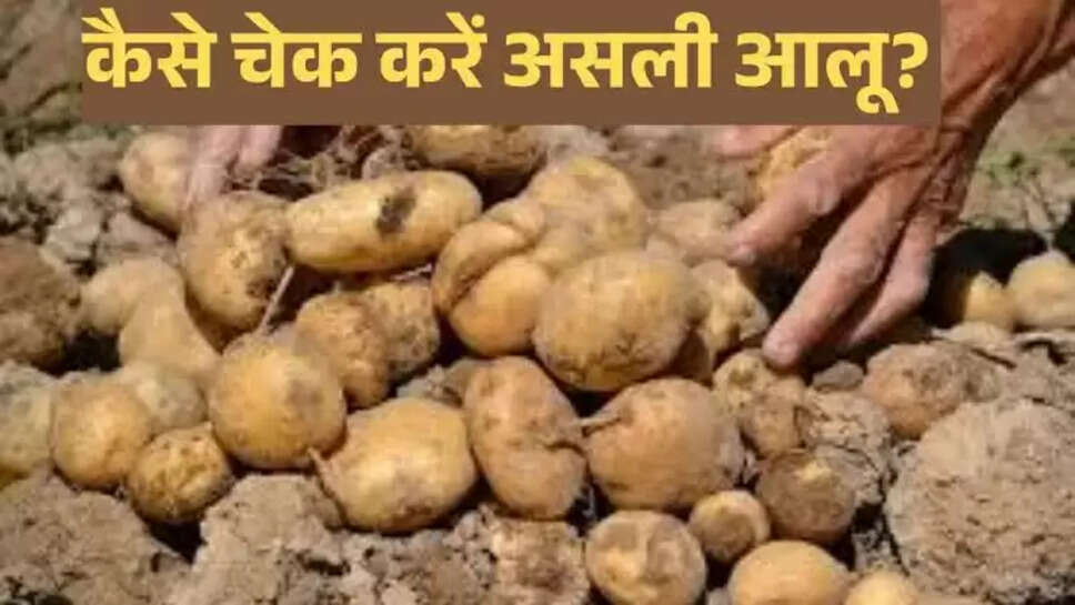 Potato 