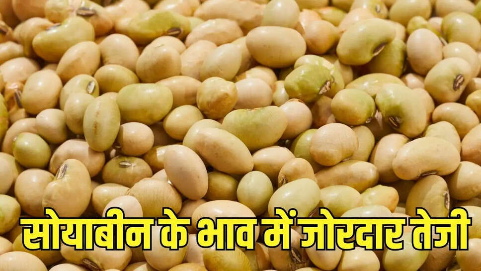 soybean Bhav  सोयाबीन के भाव में जोरदार तेजी, आपूर्ति कम, डिमांड बढ़ी&nbsp;
