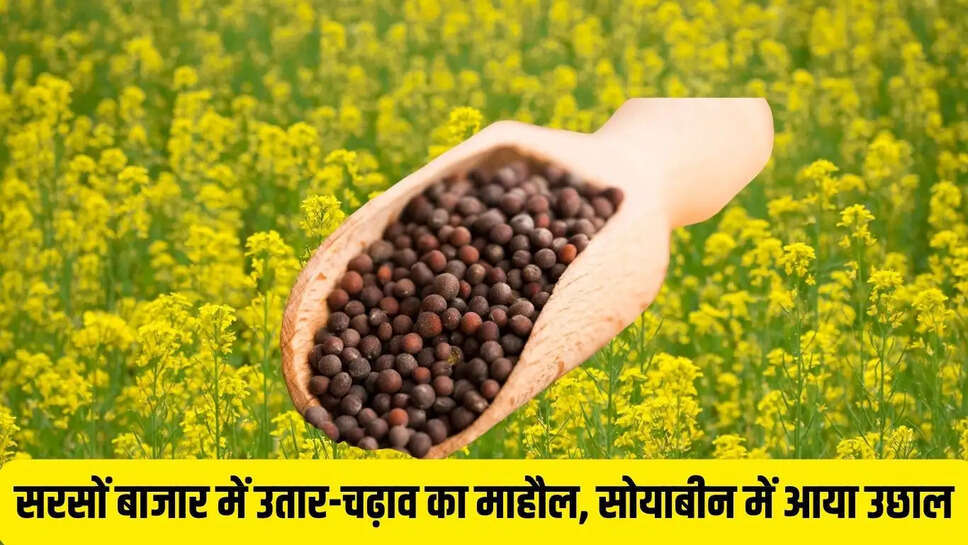 Sarson ka Bhav : सरसों बाजार में उतार-चढ़ाव का माहौल, सोयाबीन में आया उछाल&nbsp;