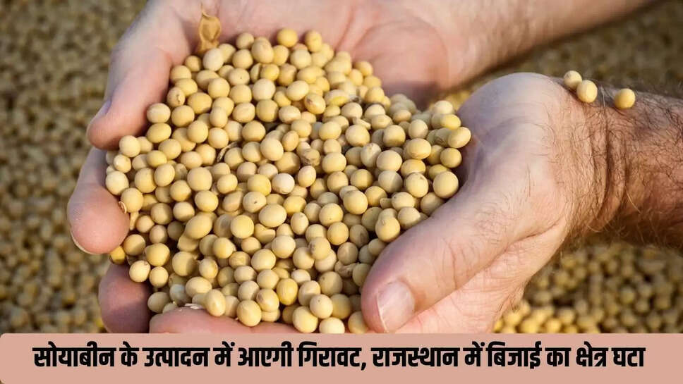 Soybean Rate : सोयाबीन के उत्पादन में आएगी गिरावट, राजस्थान में बिजाई का क्षेत्र घटा