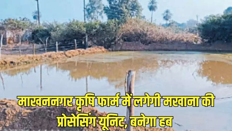 Makhana Processing Unit  माखननगर कृषि फार्म में लगेगी मखाना की प्रोसेसिंग यूनिट, बनेगा हब&nbsp;