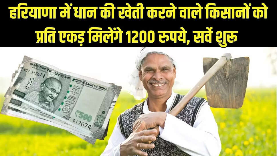 Farmer Incentive Amount  हरियाणा में धान की खेती करने वाले किसानों को प्रति एकड़ मिलेंगे 1200 रुपये, सर्वे शुरू&nbsp;