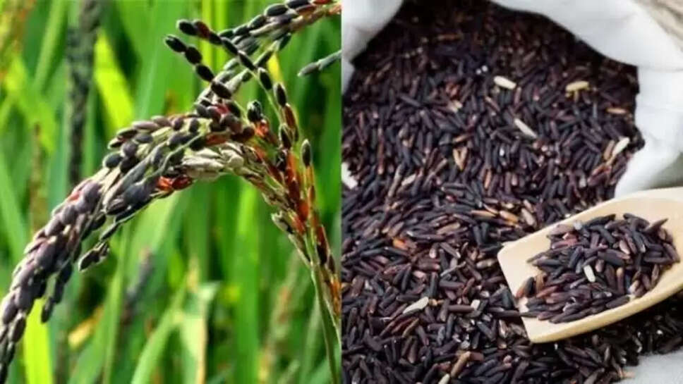 Black rice cultivation