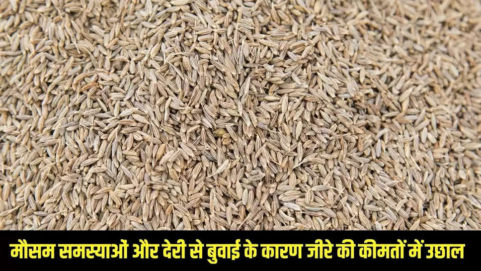 Grocery Market  मौसम समस्याओं और देरी से बुवाई के कारण जीरे की कीमतों में उछाल&nbsp;