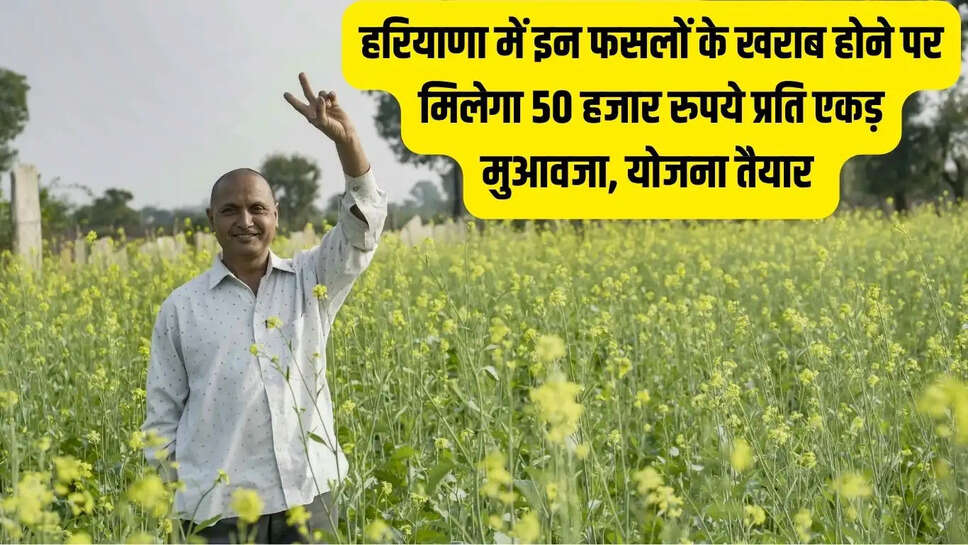 Haryana Crop Compensation  हरियाणा में इन फसलों के खराब होने पर मिलेगा 50 हजार रुपये प्रति एकड़ मुआवजा, योजना तैयार&nbsp;