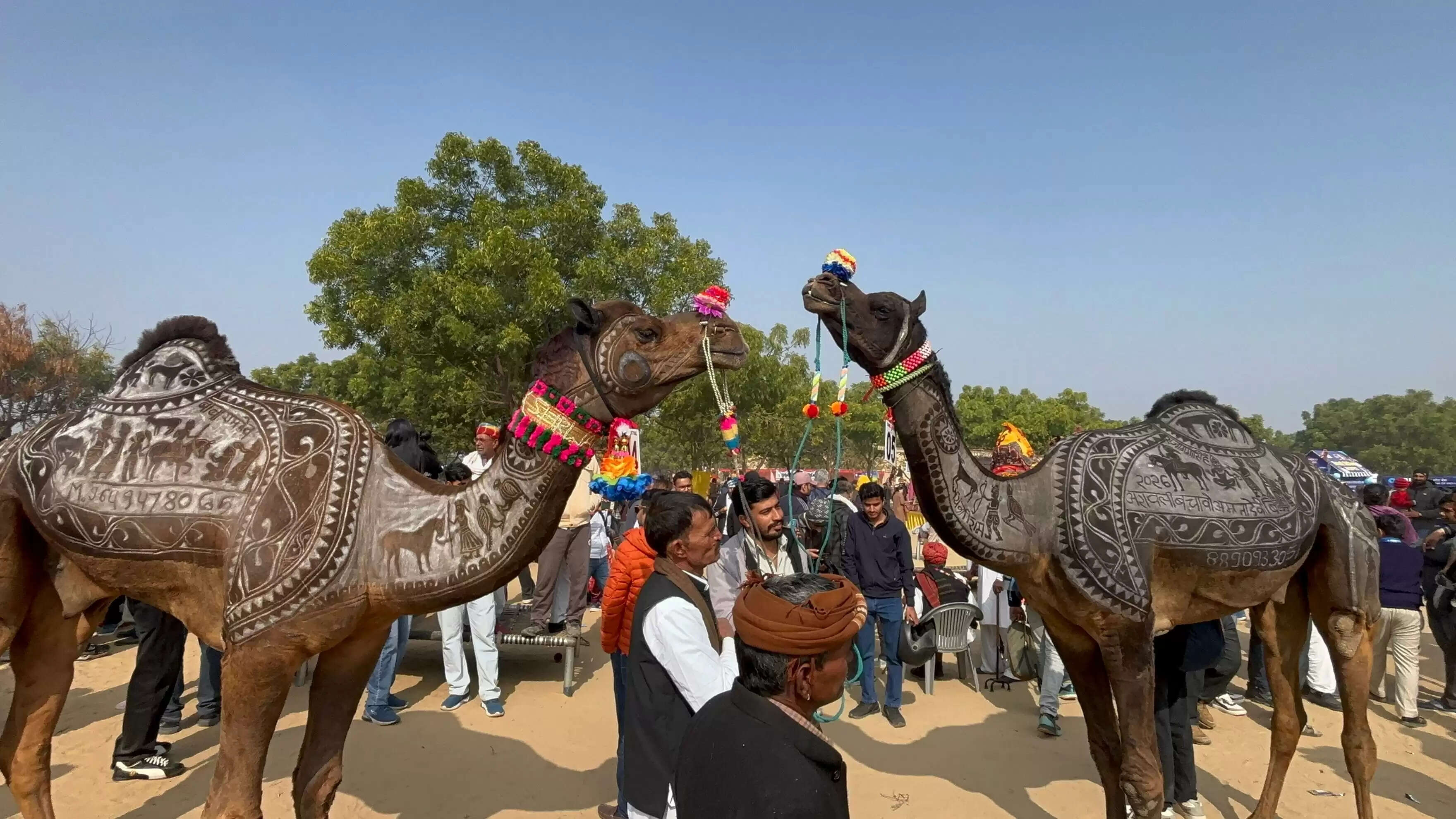Camel Festival Bikaner ऊंट के जबड़े में युवक का सिर, खाट पर लेटे युवक की छाती पर पांव रखा
