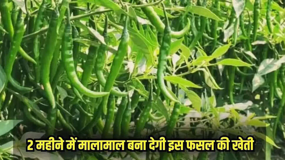 Mirch farming