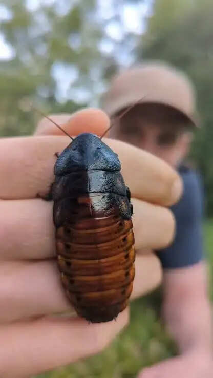 Cockroach