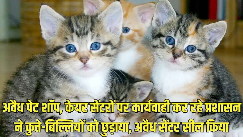 Dog Boarding House : अवैध पेट शॉप, केयर सेंटरों पर कार्यवाही कर रहे प्रशासन ने कुत्ते-बिल्लियों को छुड़ाया, अवैध सेंटर सील किया